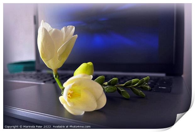 White yellow freesia Print by Marinela Feier