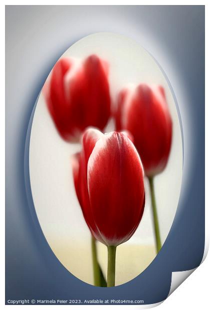 Red tulips Print by Marinela Feier