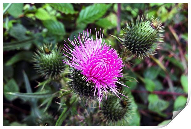  pink outburst Print by Marinela Feier