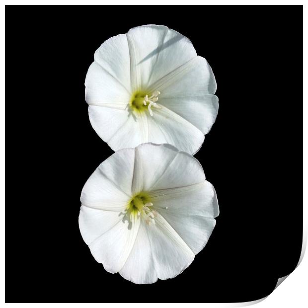  two white flowers Print by Marinela Feier