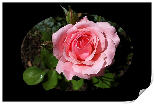  blooming rose Print by Marinela Feier