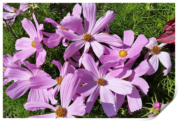  purple flowers in the sun Print by Marinela Feier
