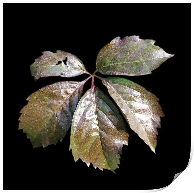  the rusty leaf	 Print by Marinela Feier