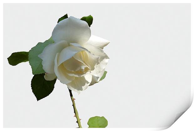  a white rose Print by Marinela Feier