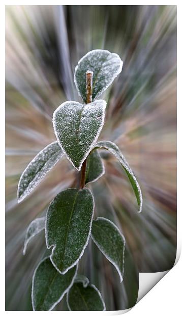  caught by frost Print by Marinela Feier
