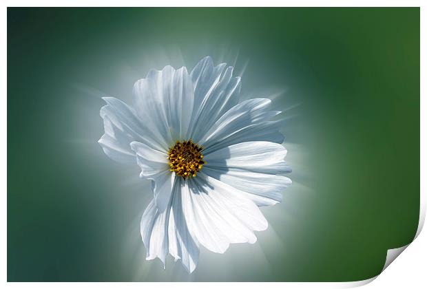  shining white Print by Marinela Feier