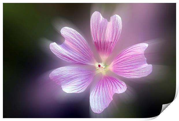  purple petals Print by Marinela Feier