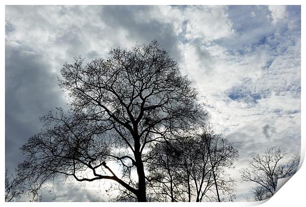 clouds and branches Print by Marinela Feier