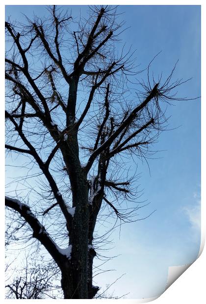 tree and clear sky in winter Print by Marinela Feier