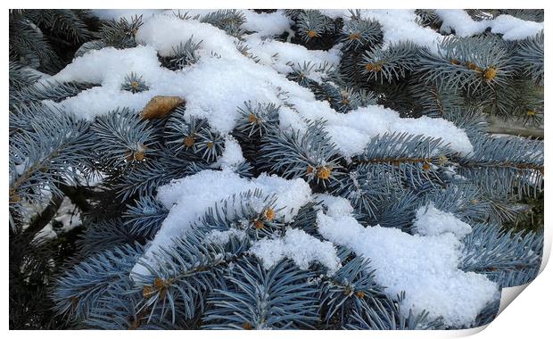 the snow on branches Print by Marinela Feier