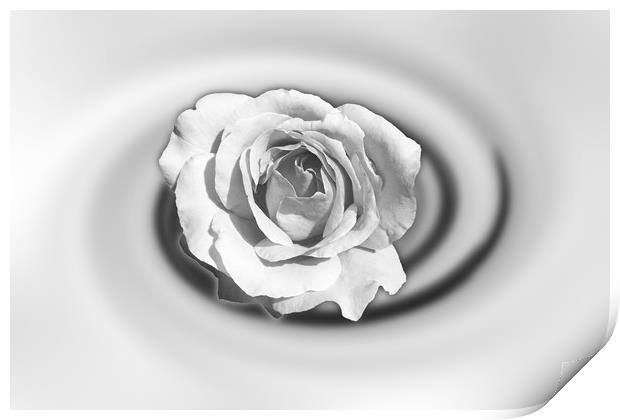 Rose in white Print by Marinela Feier