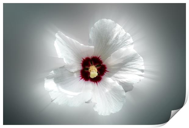 glowing white petals Print by Marinela Feier