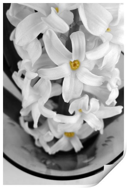 hyacinth in black and white Print by Marinela Feier