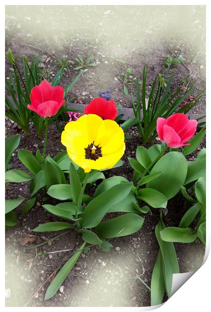 yellow and red tulips Print by Marinela Feier