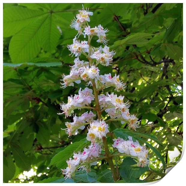 chestnut flower Print by Marinela Feier