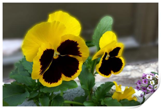 two yellow pansies Print by Marinela Feier