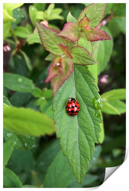 ladybug on leaf Print by Marinela Feier