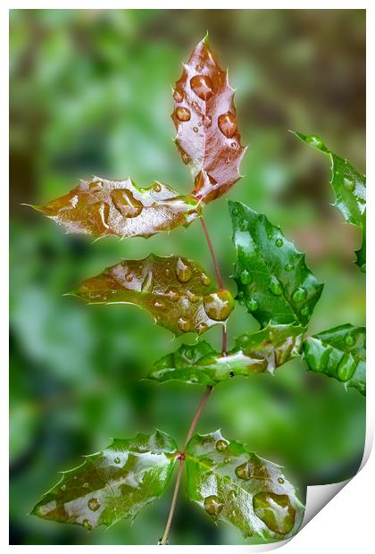 raindrops on leaves Print by Marinela Feier