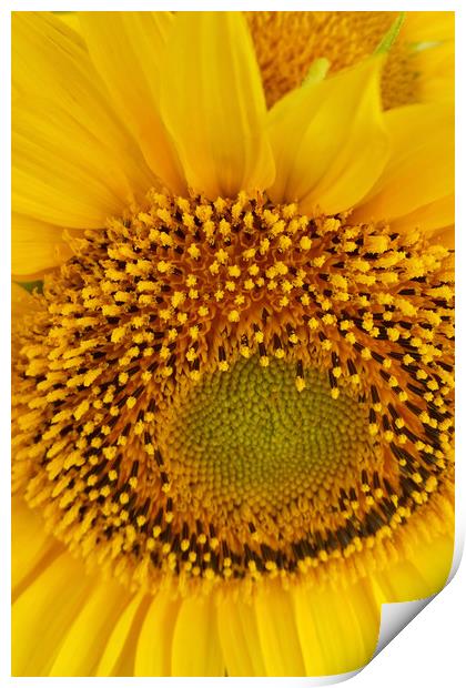 sunflowers Print by Marinela Feier
