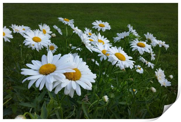 white daisies Print by Marinela Feier
