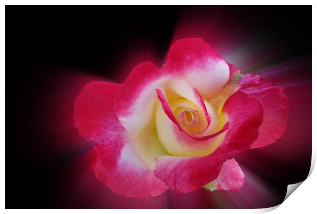 pink yellow rose Print by Marinela Feier