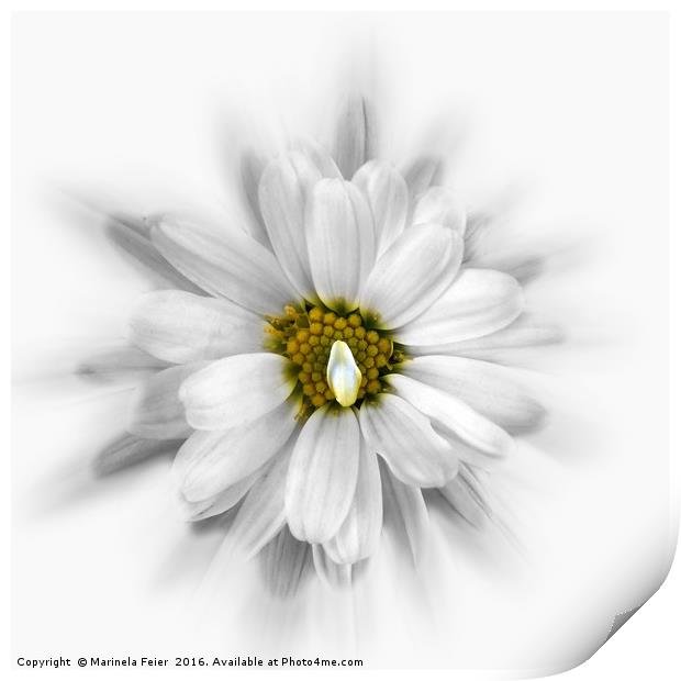 bloom in shades of white Print by Marinela Feier