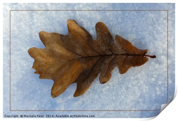 leaf on snow Print by Marinela Feier