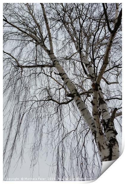 One birch on a gray day Print by Marinela Feier