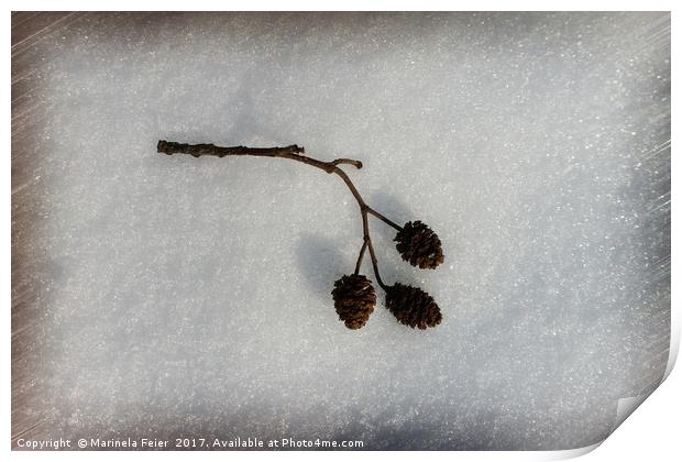 fallen on snow Print by Marinela Feier