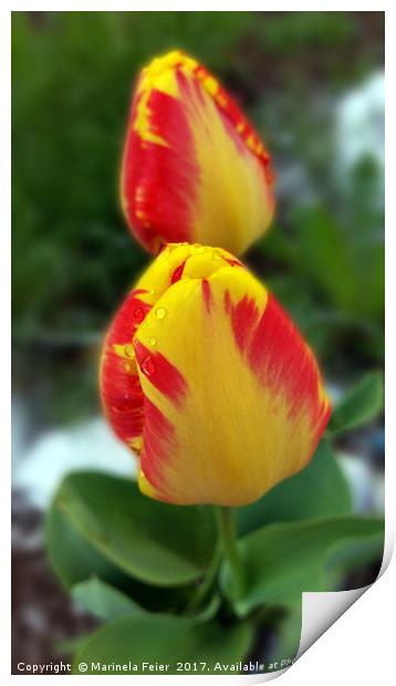 yellow red tulips Print by Marinela Feier