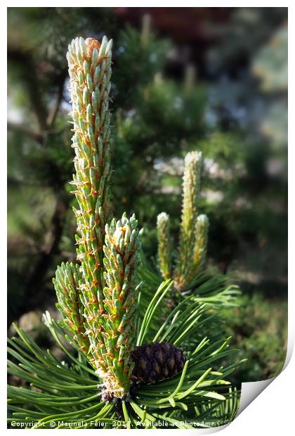 New pine buds Print by Marinela Feier
