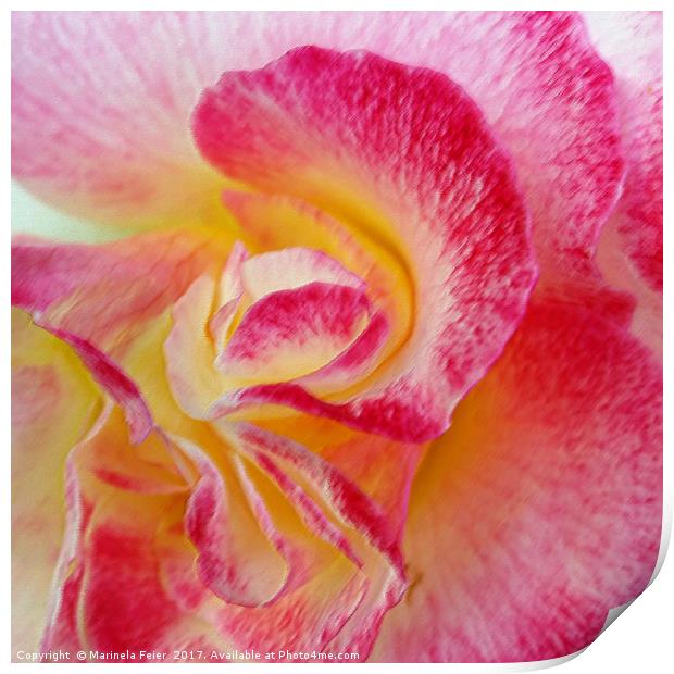 yellow pink petals Print by Marinela Feier
