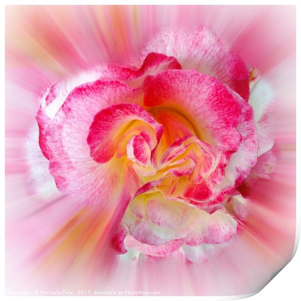 yellow pink Rose Print by Marinela Feier