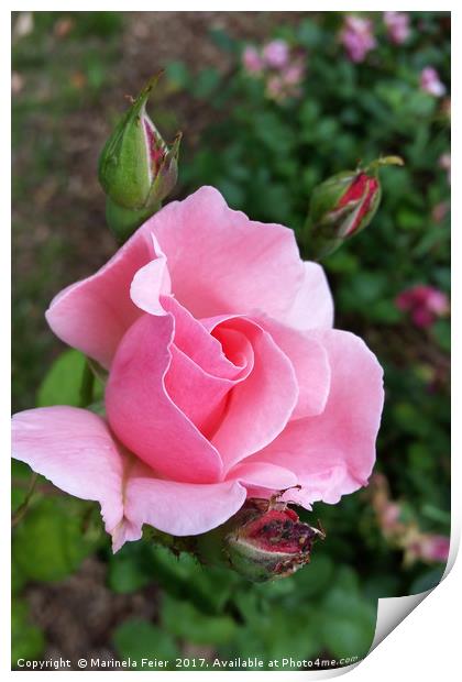 pink rose blooming Print by Marinela Feier