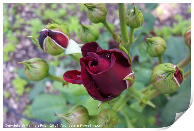 Burgundy rose after rain Print by Marinela Feier