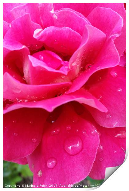 pink rose petals Print by Marinela Feier