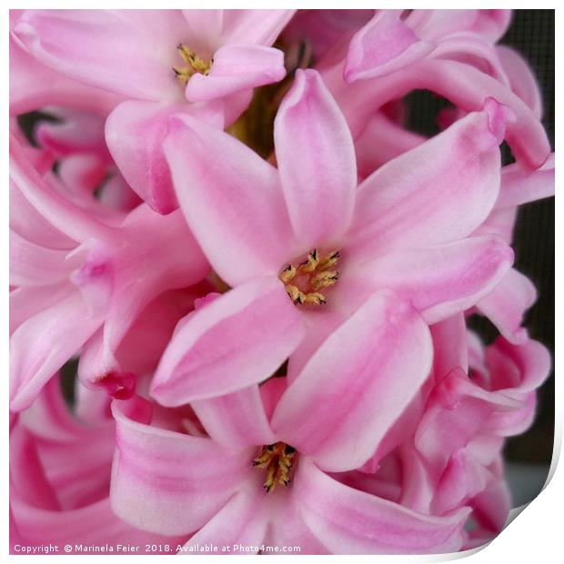 pink hyacinth flower Print by Marinela Feier