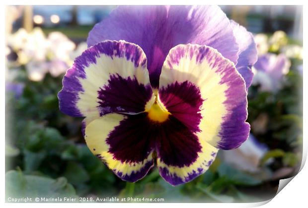 colorful spring Pansy Print by Marinela Feier