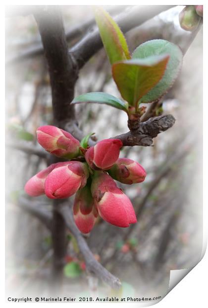 wild quince blooming Print by Marinela Feier