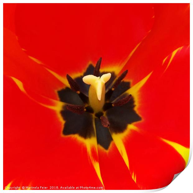 red yellow tulip Print by Marinela Feier
