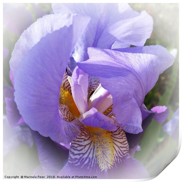 purple iris Print by Marinela Feier