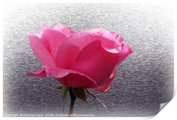 pink over gray Print by Marinela Feier