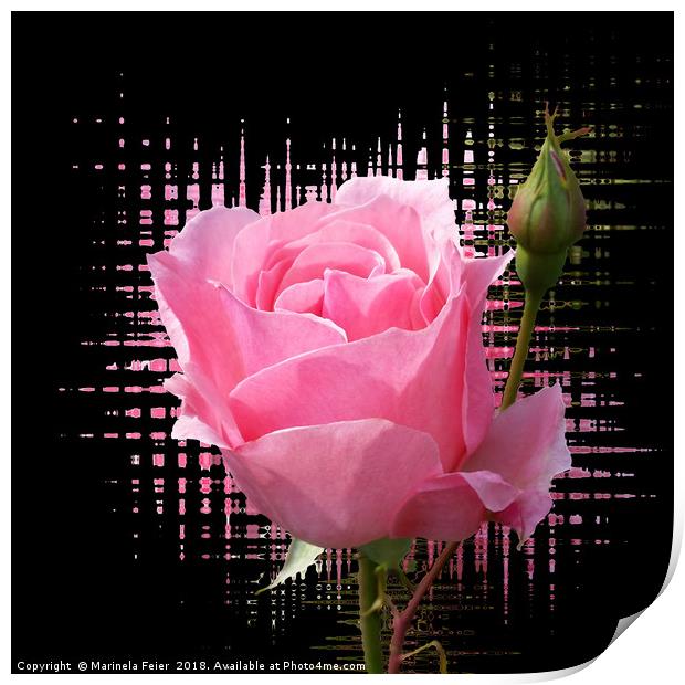 pink rose splash Print by Marinela Feier