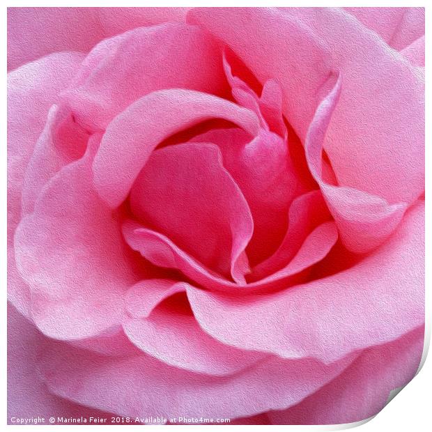 Pink rose petals Print by Marinela Feier