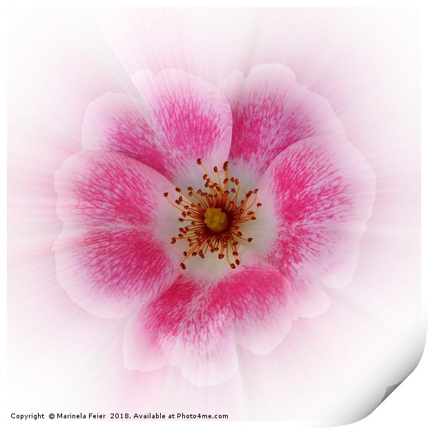 bright pink flower Print by Marinela Feier