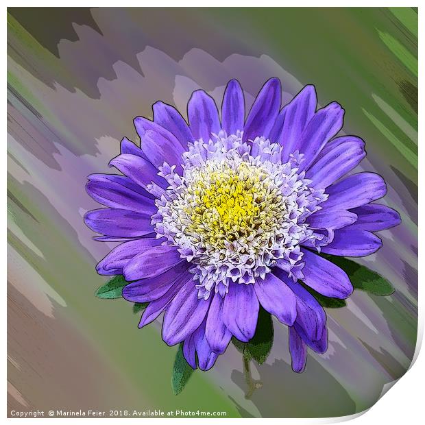 blue violet flower  Print by Marinela Feier