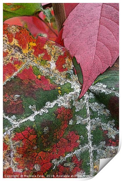 rust of autumn Print by Marinela Feier
