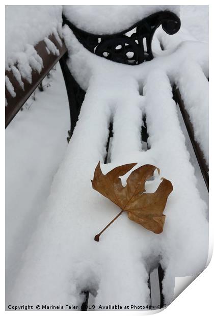 oak leaf on new snow Print by Marinela Feier