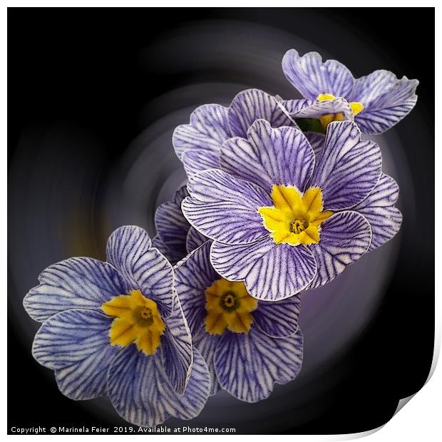 Primrose  flowers Print by Marinela Feier