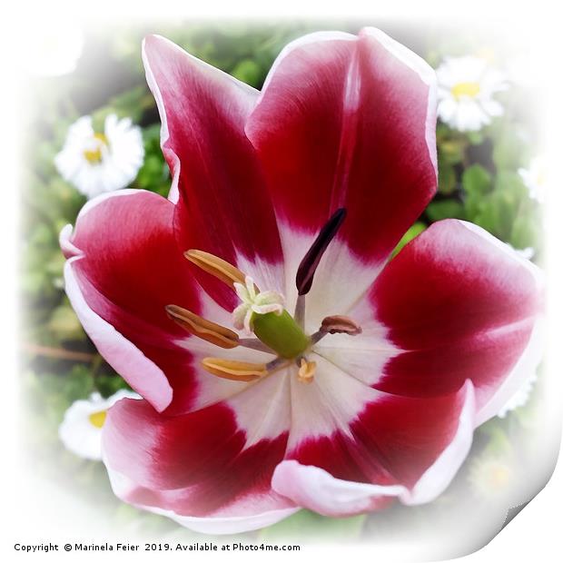 bright red tulip Print by Marinela Feier